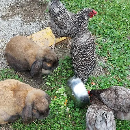 Oederbauer-hof * Schneizlreuth