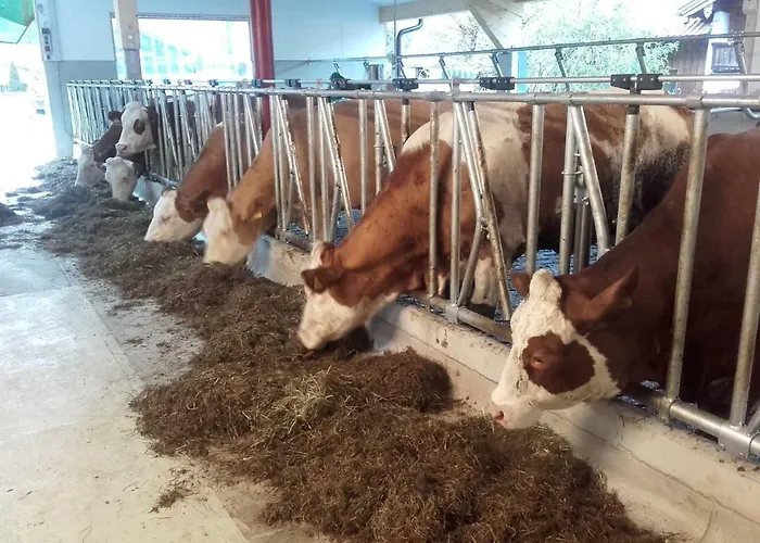 Lantgård Oederbauer-hof